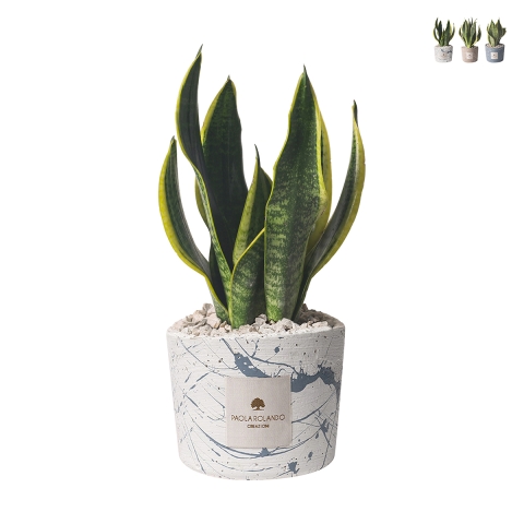 Bombonierka sansevieria w ozdobnej cementowej donicy Simone Promocja
