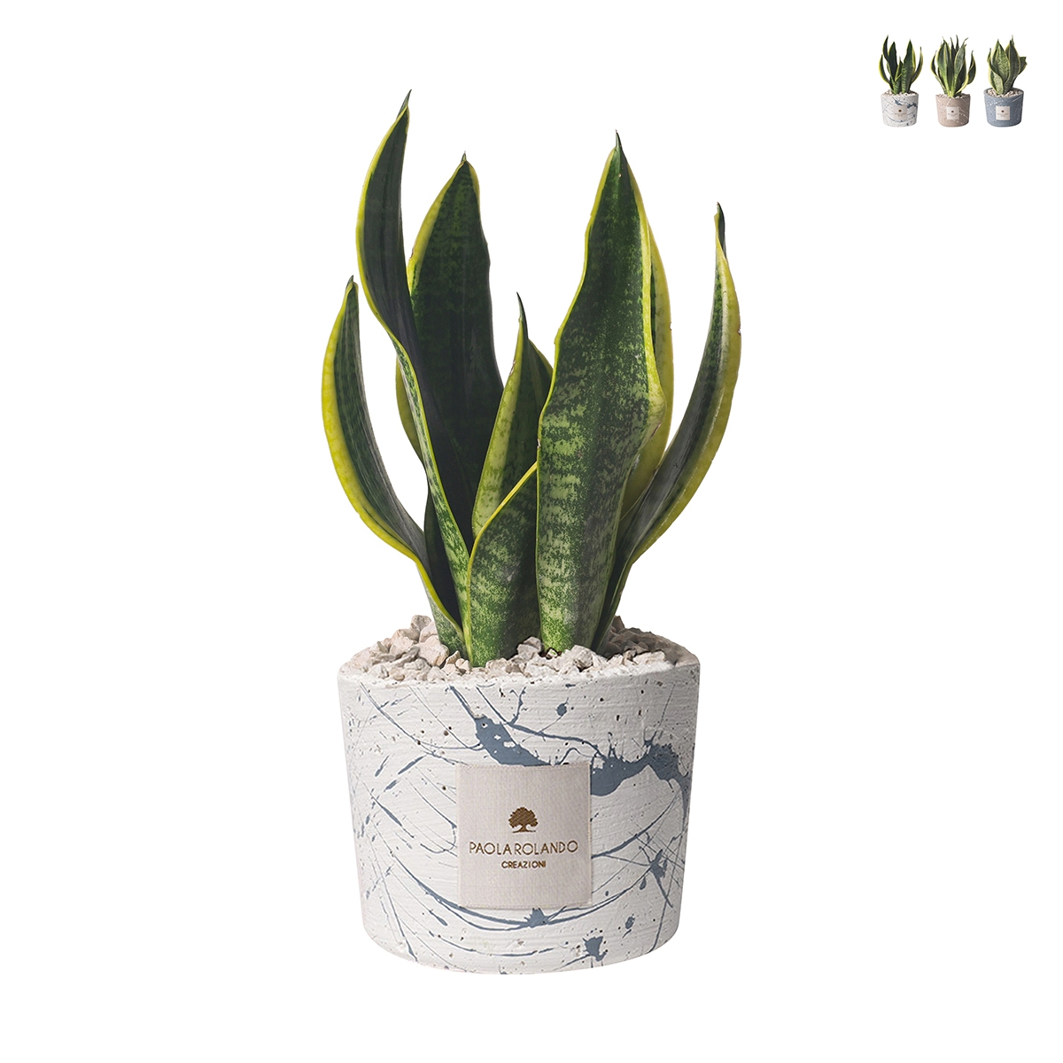 Bombonierka sansevieria w ozdobnej cementowej donicy Simone Promocja Bombonierka sansevieria w ozdobnej cementowej donicy Simone Promocja
