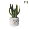 Bombonierka sansevieria w ozdobnej cementowej donicy Simone Promocja