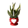 Sansevieria bomboniera Paola Rolando w ozdobnej doniczce z sercem Eden Oferta