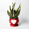Sansevieria bomboniera Paola Rolando w ozdobnej doniczce z sercem Eden Sprzedaż