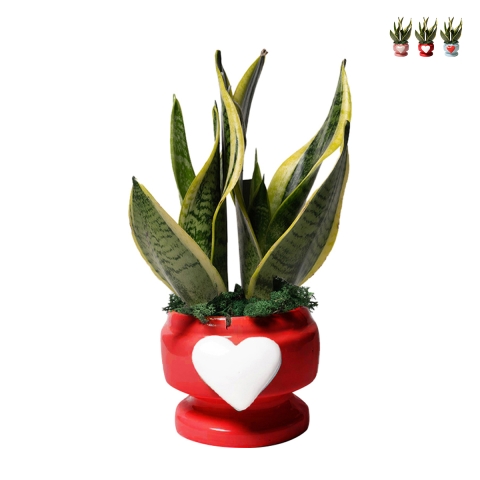 Sansevieria bomboniera Paola Rolando w ozdobnej doniczce z sercem Eden Promocja