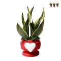 Sansevieria bomboniera Paola Rolando w ozdobnej doniczce z sercem Eden Promocja