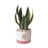 Sansevieria do wnętrz w doniczce z cementu Paola Rolando Flora Oferta