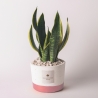 Sansevieria do wnętrz w doniczce z cementu Paola Rolando Flora Sprzedaż