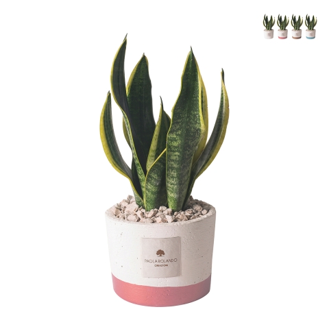 Sansevieria do wnętrz w doniczce z cementu Paola Rolando Flora Promocja