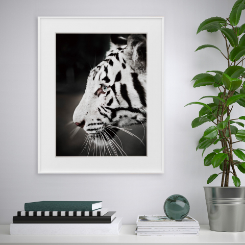 Tygrys czarno-biała fotografia obraz 40x50cm Variety Harimau