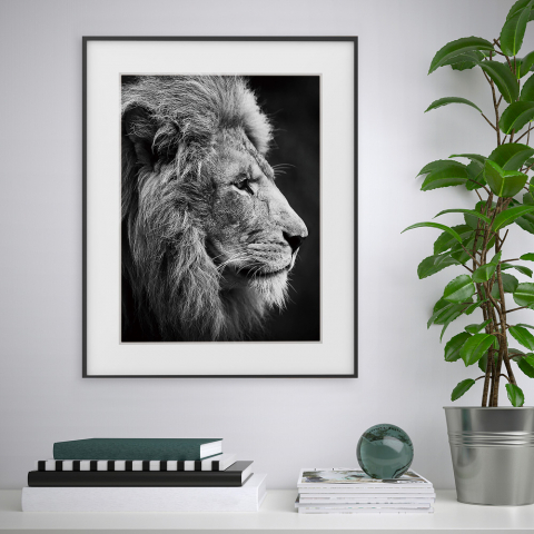 Czarno-biały wydruk lwy zwierzęta 40x50cm Variety Aslan Promocja