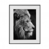 Czarno-biały wydruk lwy zwierzęta 40x50cm Variety Aslan Sprzedaż