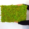 Zdjęcia roślin stabilizowane 4 60x40cm panele GreenBox Kit Lichene Stan Magazynowy