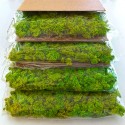 Zdjęcia roślin stabilizowane 4 60x40cm panele GreenBox Kit Lichene Model