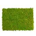 Zdjęcia roślin stabilizowane 4 60x40cm panele GreenBox Kit Lichene Katalog