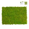 Zdjęcia roślin stabilizowane 4 60x40cm panele GreenBox Kit Lichene Sprzedaż